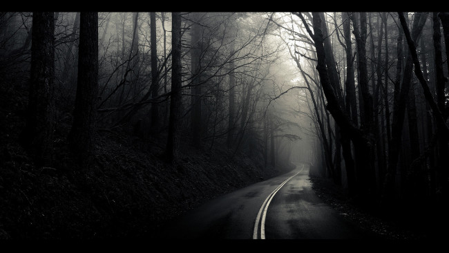 Обои картинки фото ночная, дорога, осеннем, лесу, природа, дороги, лес, осень, ночь
