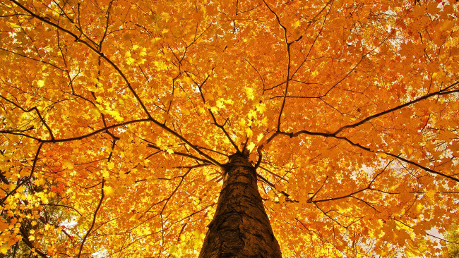 Обои картинки фото природа, деревья, желтые, листья, дерево, осень