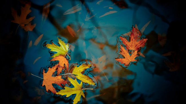 Обои картинки фото природа, листья, кленовые, осень, лужа