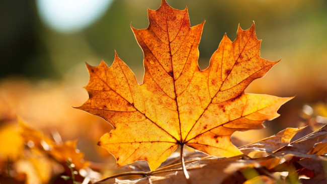 Обои картинки фото природа, листья, осень, лист, кленовый