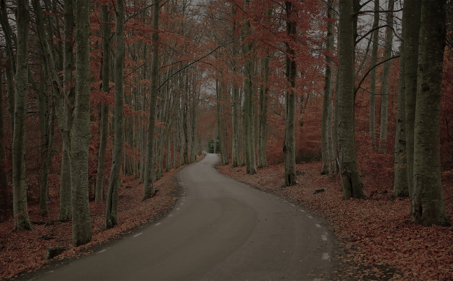 Обои картинки фото природа, дороги, швеция, осень, лес, деревья, дорога, robert, gustavsson, photography, листва, день