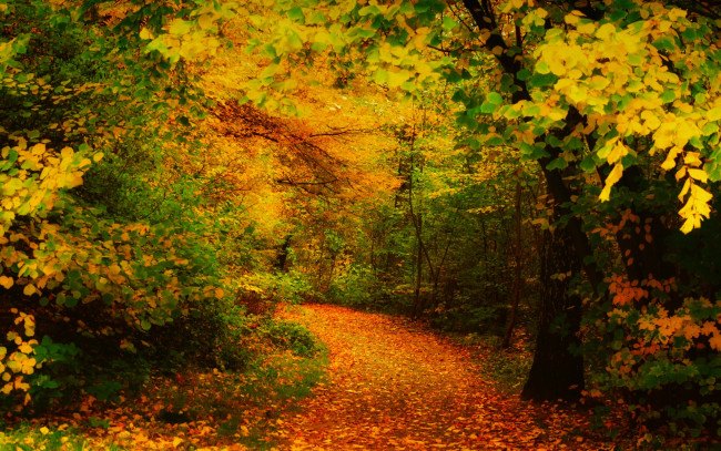 Обои картинки фото природа, дороги, тропа, лес, деревья, осень, листья
