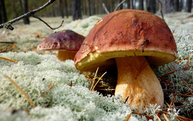 Обои картинки фото природа, грибы, лес, мох, гриб