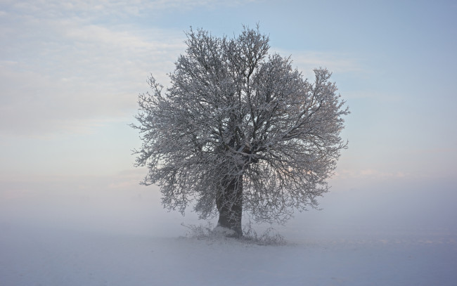 Обои картинки фото природа, зима, дерево, ветки, иней, снег, холод