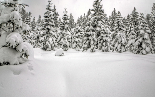 Обои картинки фото природа, зима, ель, сугробы, лес, снег