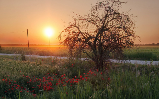 Обои картинки фото sunset, природа, восходы, закаты, дерево, дорога, поле, закат, трава, цветы