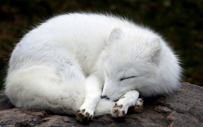 Обои картинки фото животные, песцы, спит, лежа, мех, камень, белая, полярная, лиса