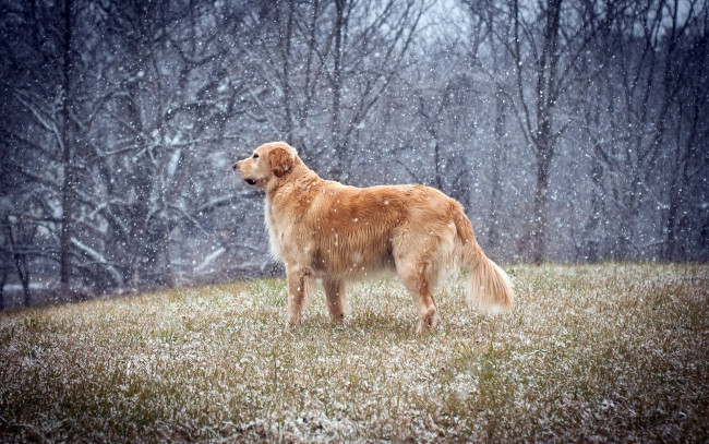 Обои картинки фото животные, собаки, снег, собака, лес, лоляна