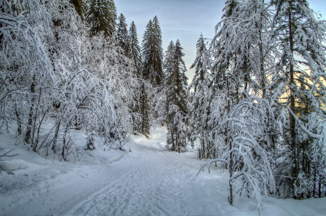 Обои картинки фото природа, зима, елки, снег, лес