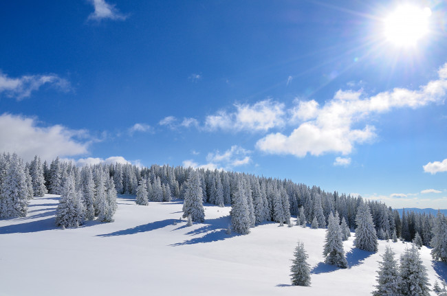 Обои картинки фото природа, зима, солнце, лес, деревья, снег