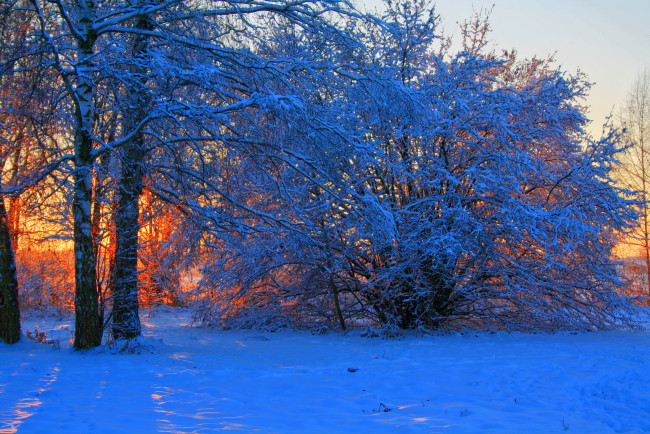 Обои картинки фото германия, лаупхайм, природа, зима, снег, лес