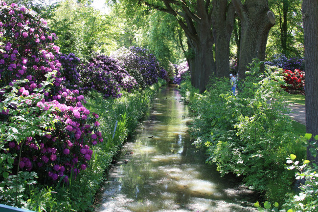 Обои картинки фото rhododendronpark, bremen, германия, природа, парк, цветы