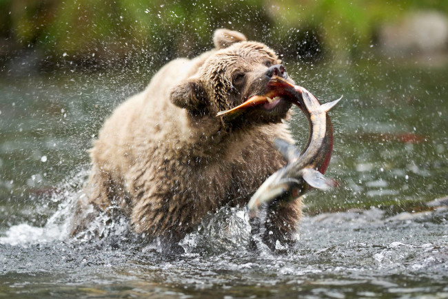 Обои картинки фото животные, медведи, форель, рыбалка