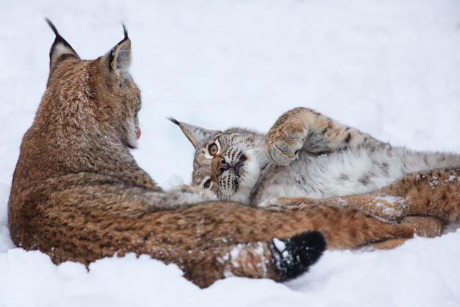 Обои картинки фото животные, рыси, парочка, снег, зима