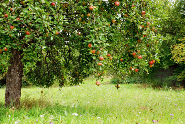 Обои картинки фото природа, плоды, яблоки, яблоня