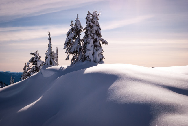 Обои картинки фото природа, зима, мороз, снег, ели, joel, dewaard, photography