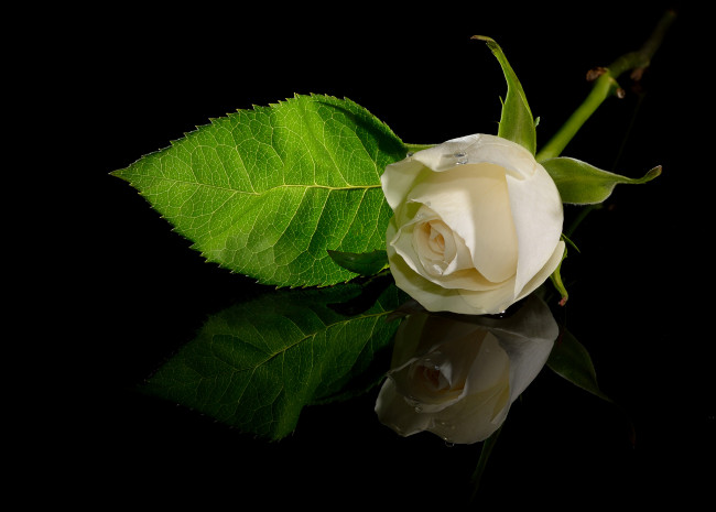 Обои картинки фото цветы, розы, отражение, белый