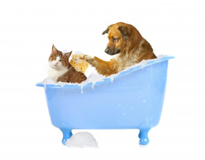 обоя животные, разные вместе, мочалка, пена, собака, кошка, мытье, ванна