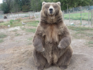 Картинка животные медведи вольер медведь