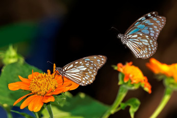 Картинка животные бабочки цветок