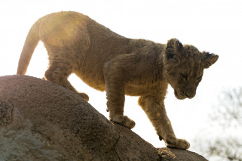 Картинка животные львы малыш