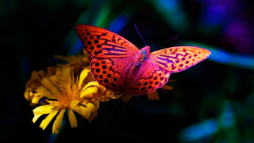 Картинка животные бабочки цветок бабочка