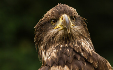 Картинка животные птицы+-+хищники клюв голова орел
