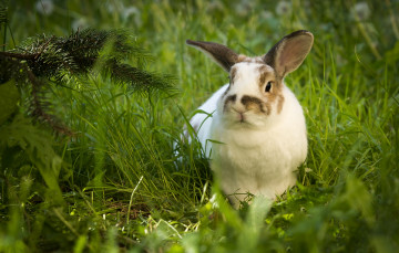 Картинка животные кролики +зайцы ушатый