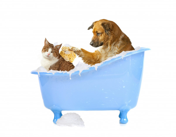 Обои картинки фото животные, разные вместе, мочалка, пена, собака, кошка, мытье, ванна