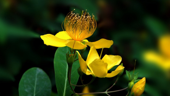 Обои картинки фото цветы, жолтый