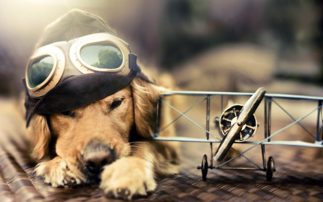 Обои картинки фото животные, собаки, самолёт, полет, собака, мечта, очки