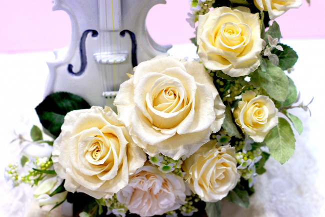 Обои картинки фото цветы, розы, скрипка