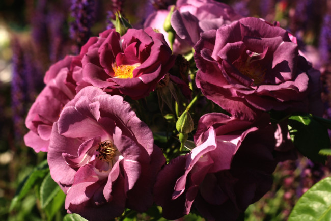 Обои картинки фото цветы, розы, лиловый