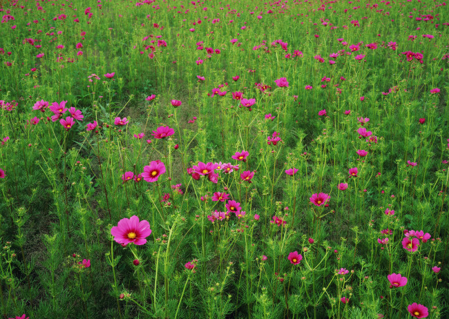 Обои картинки фото цветы, космея, флора, поле