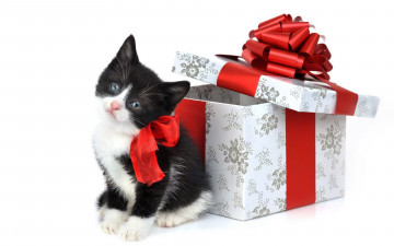 Картинка животные коты взгляд подарок кот