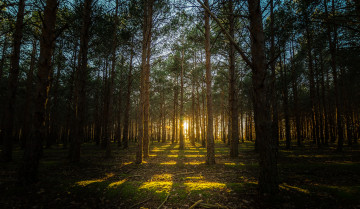 Картинка природа лес бор сосны свет