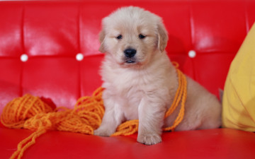 Картинка животные собаки нитки пряжа собака красный диван щенок