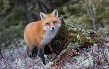 Картинка животные лисы красавица лис рыжая снег лисица мордочка