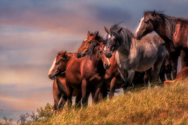 Обои картинки фото животные, лошади, поле, травка, красота, лошадки