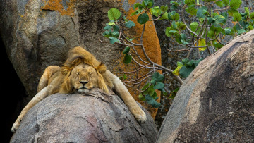 Картинка животные львы отдых