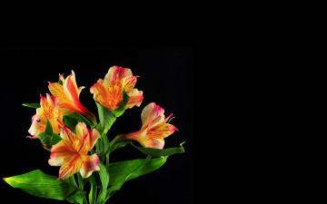 Картинка цветы альстромерия пестрые черный фон