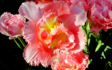 Картинка цветы тюльпаны макро махровый