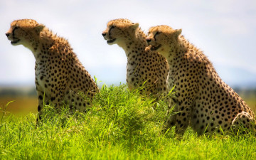 Картинка животные гепарды саванна трава хищники звери