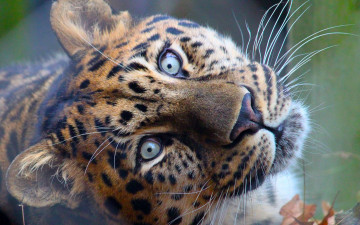 Картинка животные леопарды хищник зверь усы голова леопард