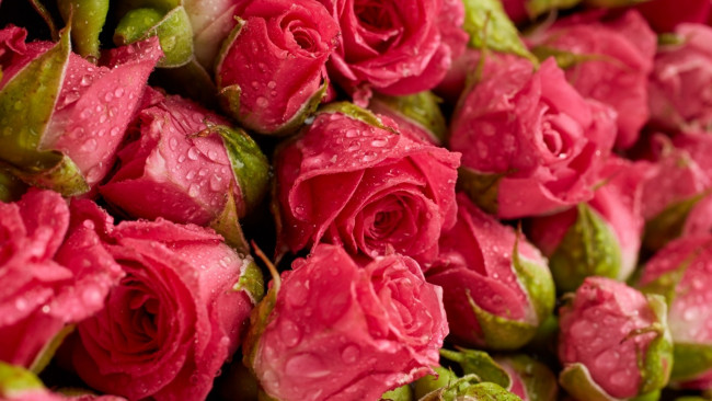 Обои картинки фото цветы, розы, капли, бутоны