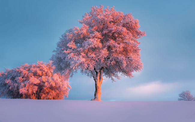 Обои картинки фото природа, деревья, зима, небо, снег