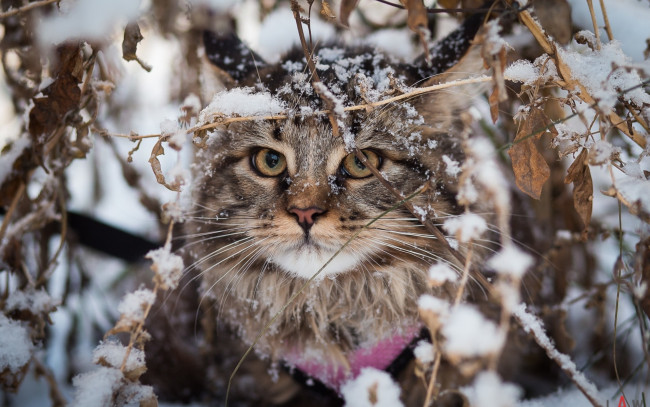 Обои картинки фото животные, коты, листья, сучья, ветки, снег, кот