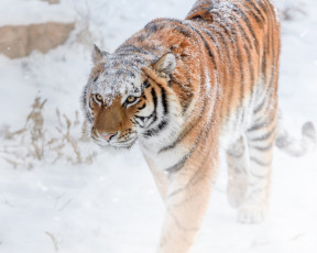 Картинка животные тигры грация