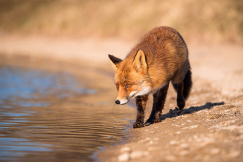 Картинка животные лисы лиса рыжая прогулка водоем
