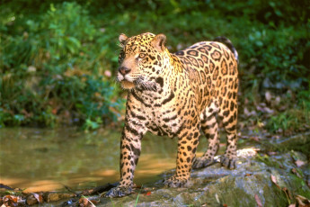 Картинка животные Ягуары джунгли ягуар зверь хищник